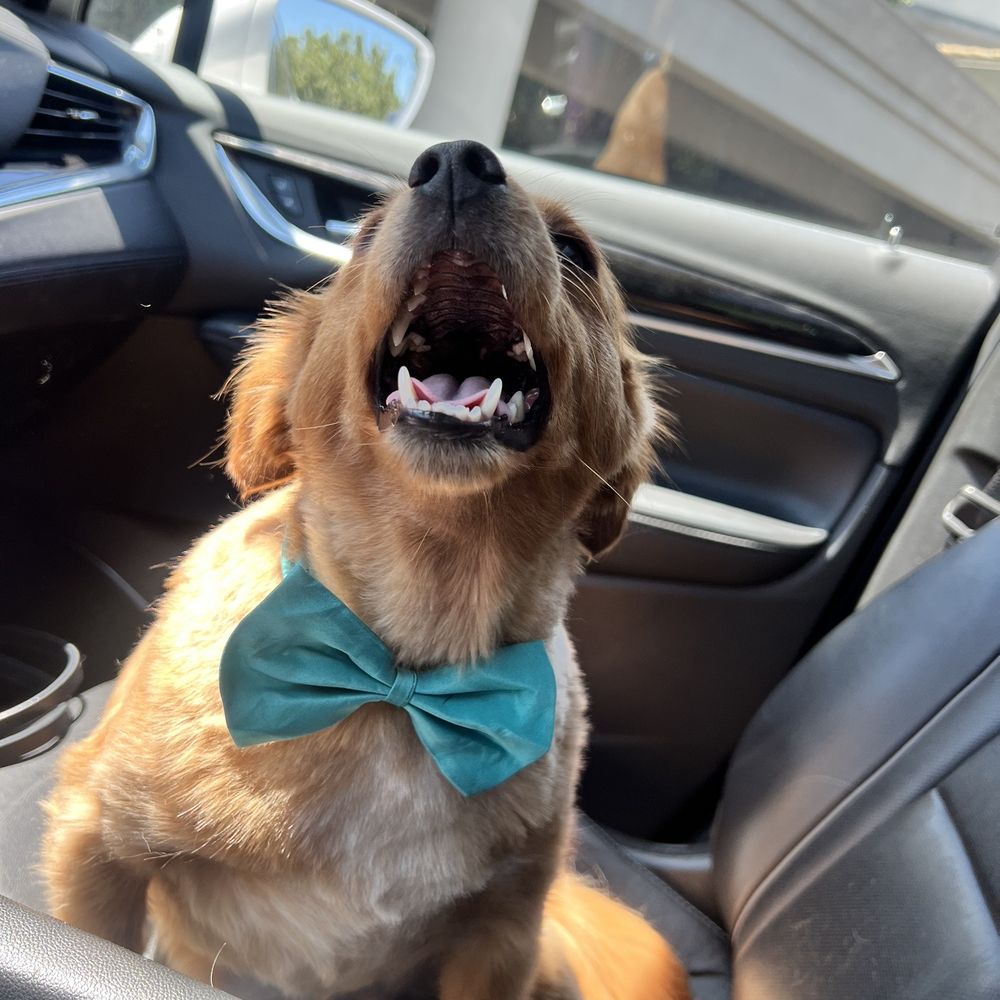 Muddy Paws Grooming - Pet Groomers Near Me - Livermore, California