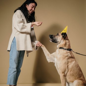 Pup Town Girl - Pet Training Near Me Pup Town Girl - Pet Training Near Me