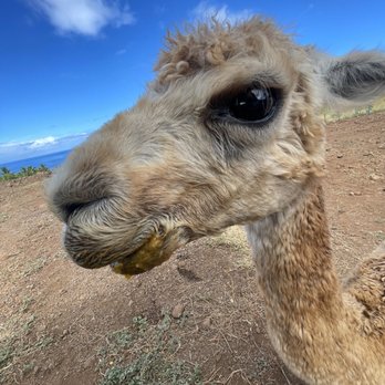 Maui Dragon Fruit Farm - Sally the Alpaca - Fruits & Veggies Near Me - Lahaina, Hawaii Maui Dragon Fruit Farm - Sally the Alpaca - Fruits & Veggies Near Me - Lahaina, Hawaii