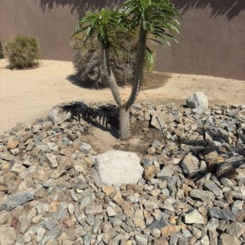 Dg's Landscape - Madagascar 15 gallon plant - Landscaping Near Me Dg's Landscape - Madagascar 15 gallon plant - Landscaping Near Me