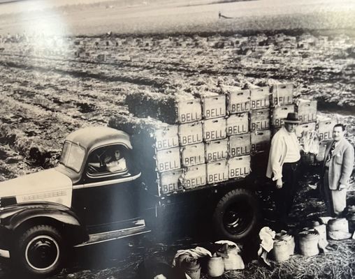 Celery Fields by null