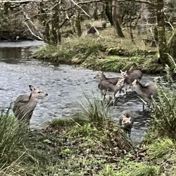 Killarney Jaunting Cars Tangney Tours - More deer