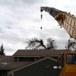 Alpine Arborist Professional Tree Care - This cottonwood off 128/Colorado was 10ft across at the base!! Our team finished the removal in a day!