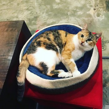 Koneko - My friend submitted an adoption app for this sweetie! - Breakfast & Brunch Near Me - New York, New York Koneko - My friend submitted an adoption app for this sweetie! - Breakfast & Brunch Near Me - New York, New York