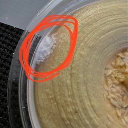 Hannaford Supermarket & Pharmacy - MOLDY Taste of Inspirations Thai Coconut Curry Hummus