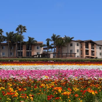 The Flower Fields - Taken at the bottom. Over 50 acres are devoted to ranunculus. - Venues & Event Spaces Near Me - Carlsbad, California The Flower Fields - Taken at the bottom. Over 50 acres are devoted to ranunculus. - Venues & Event Spaces Near Me - Carlsbad, California
