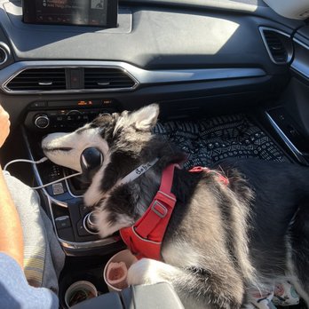 The Bark House - Boba our malamute sure had a blast - Pet Boarding Near Me - Sparks, Nevada The Bark House - Boba our malamute sure had a blast - Pet Boarding Near Me - Sparks, Nevada