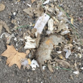 Stor Stuff Self Storage - dead rat that we swept out when we were trying to salvage items. - Self Storage Near Me - San Marcos, Texas