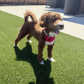 Petco - Groomed perfectly by Olivia. PETCO VV. - Pet Stores Near Me - Vacaville, California