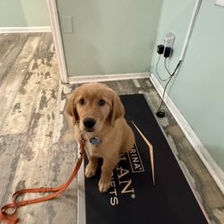 Guyton Animal Hospital - Golden Retriever Puppy