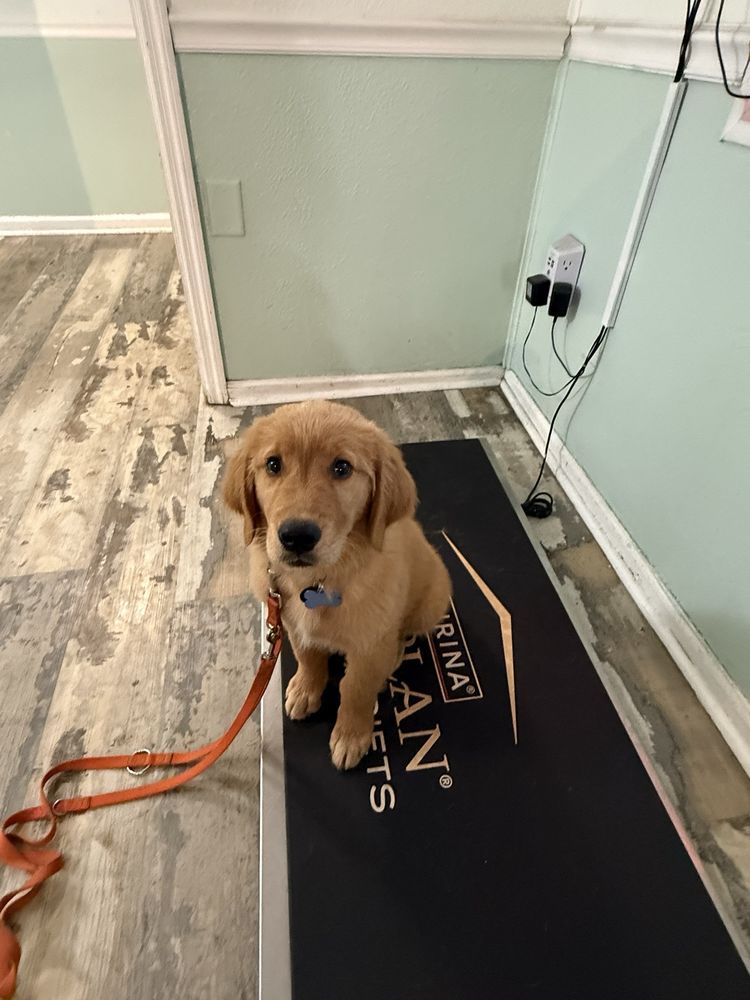 Guyton Animal Hospital Image