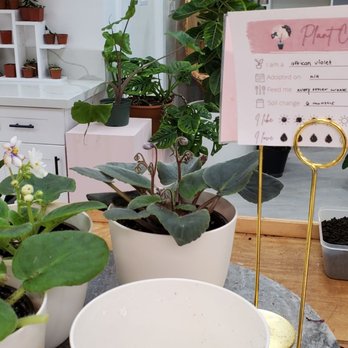 Mari’s Urban Garden - Nurseries & Gardening Near Me - Honolulu, Hawaii