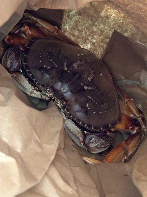 Hashi Market by null