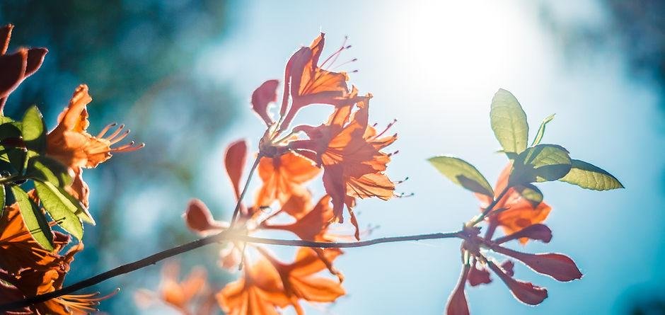 Star Neuropsychology - grief counselor in Frisco, TX