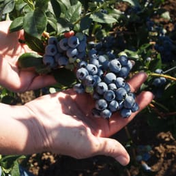 Fresh blueberries! Fresh blueberries!