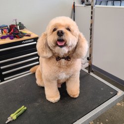 Gold Paw Grooming - Alfie :)