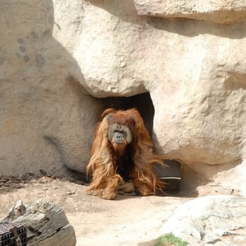 El Paso Zoo - Aquariums Near Me - El Paso, Texas El Paso Zoo - Aquariums Near Me - El Paso, Texas