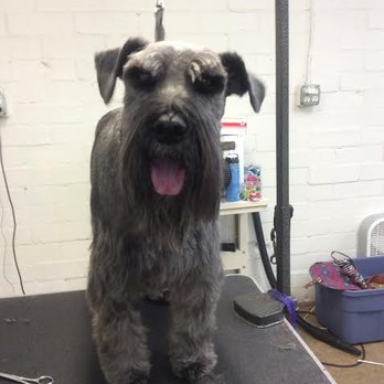Puddle of Pooch - after my guy was Groomed at the pooch:) - Pet Groomers Near Me - Atlanta, Georgia