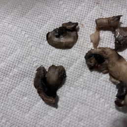 These are the mushrooms that could've ended my life.