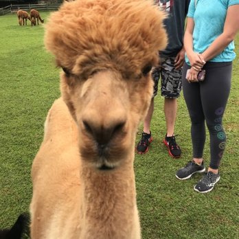 Faraway Farm Alpacas - Farms Near Me - Yorktown Heights, New York Faraway Farm Alpacas - Farms Near Me - Yorktown Heights, New York