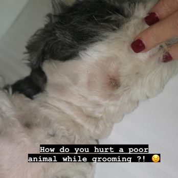 Dogbus Grooming - Cut from unprofessional " groomers " - Pet Groomers Near Me Dogbus Grooming - Cut from unprofessional " groomers " - Pet Groomers Near Me