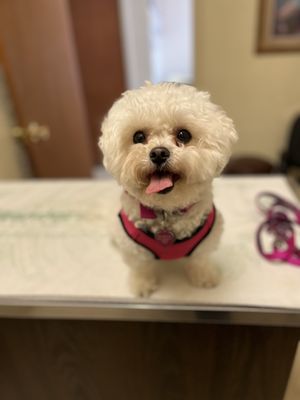 SUN CITY VETERINARY CLINIC - Updated October 2024 - 17 Photos & 89 Reviews - 27994 Bradley Rd