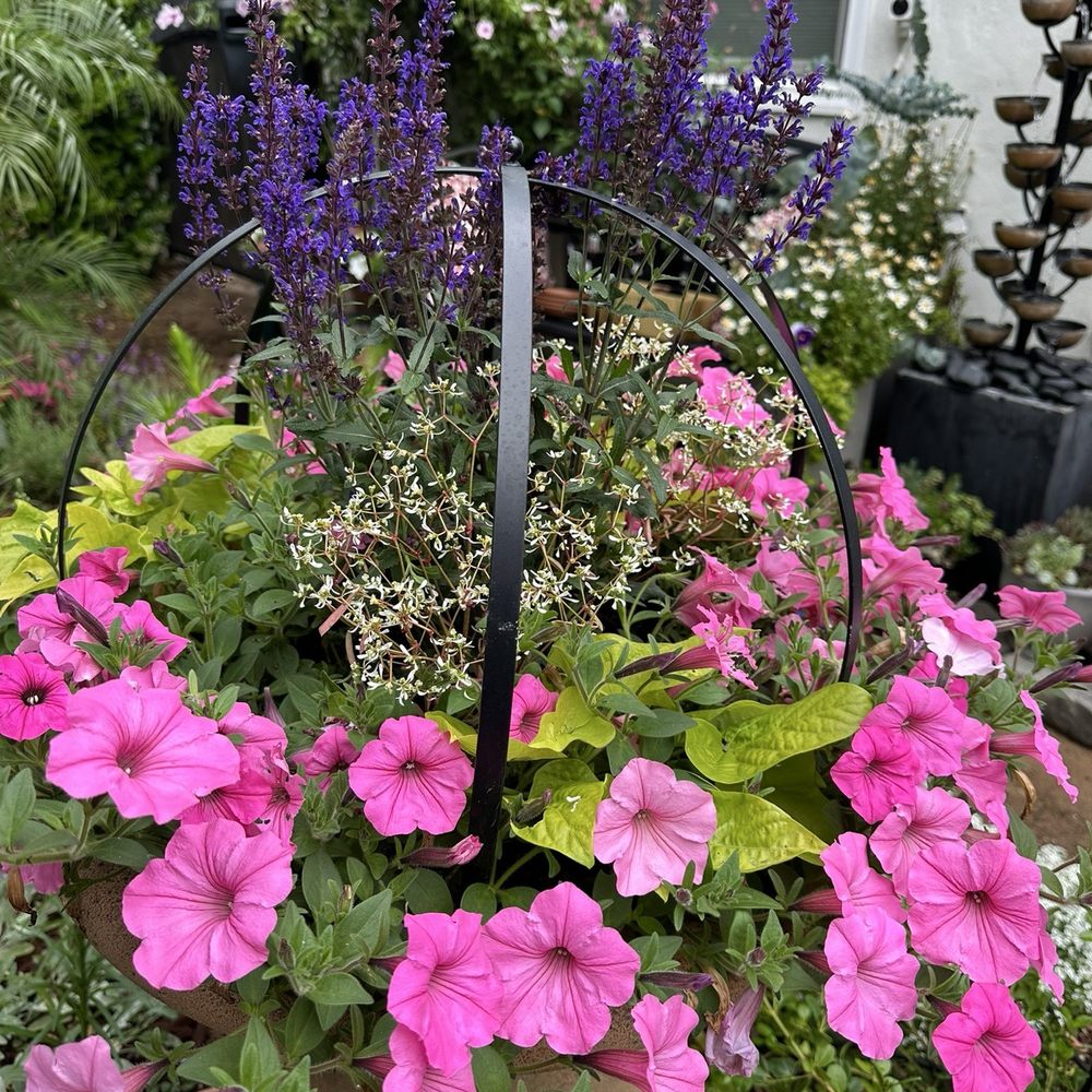 Armstrong Garden Centers - Salvia Nemorosa in the center along with Bubblegum Supertunia from Proveen Winners. - Nurseries & Gardening Near Me - Pasadena, California Armstrong Garden Centers - Salvia Nemorosa in the center along with Bubblegum Supertunia from Proveen Winners. - Nurseries & Gardening Near Me - Pasadena, California