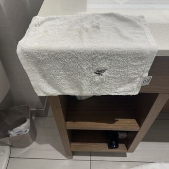 The Westin Sarasota - Towels that were left for us in our room! - Hotels Near Me - Sarasota, Florida The Westin Sarasota - Towels that were left for us in our room! - Hotels Near Me - Sarasota, Florida