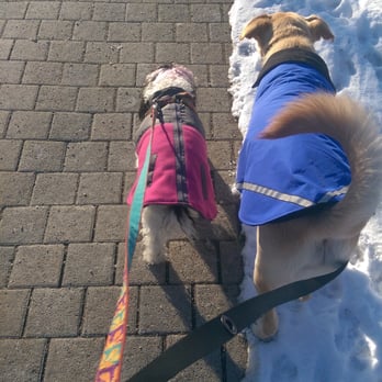 Canine Movement - Dog Walkers Near Me Canine Movement - Dog Walkers Near Me