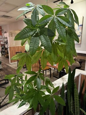 Chon Tong (Thai Cafe) Tennessee by null