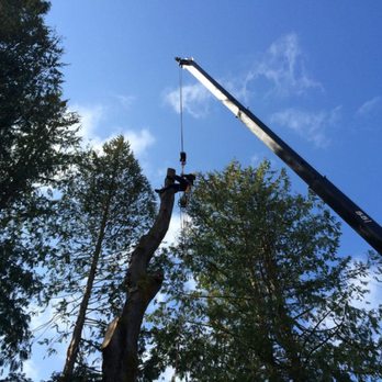 Siktum Tree Service - Crane removal of large Maple tree. The roots were damaged during an excavation process. - Tree Services Near Me - Seattle, Washington