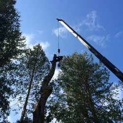 Siktum Tree Service - Crane removal of large Maple tree. The roots were damaged during an excavation process.