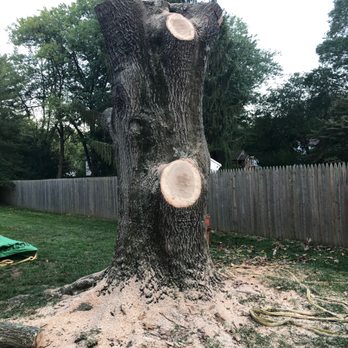 Princeton Tree Care - Tree Services Near Me - Lawrence Township, New Jersey Princeton Tree Care - Tree Services Near Me - Lawrence Township, New Jersey