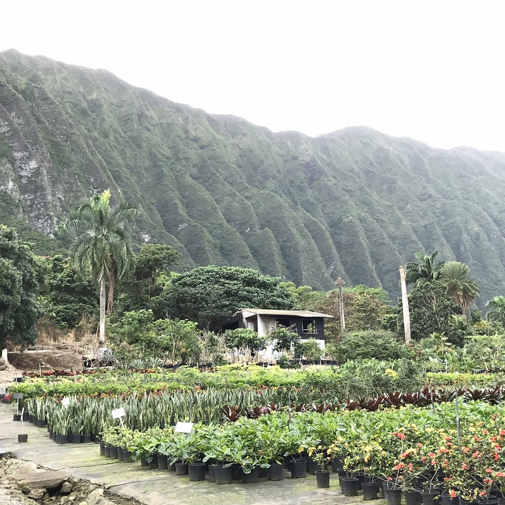 Sharon's Plants Ltd - Nurseries & Gardening Near Me - Waimanalo, Hawaii