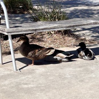 The Galleria - She has 2 suitors. You go girl - Shopping Centers Near Me - Bee Cave, Texas