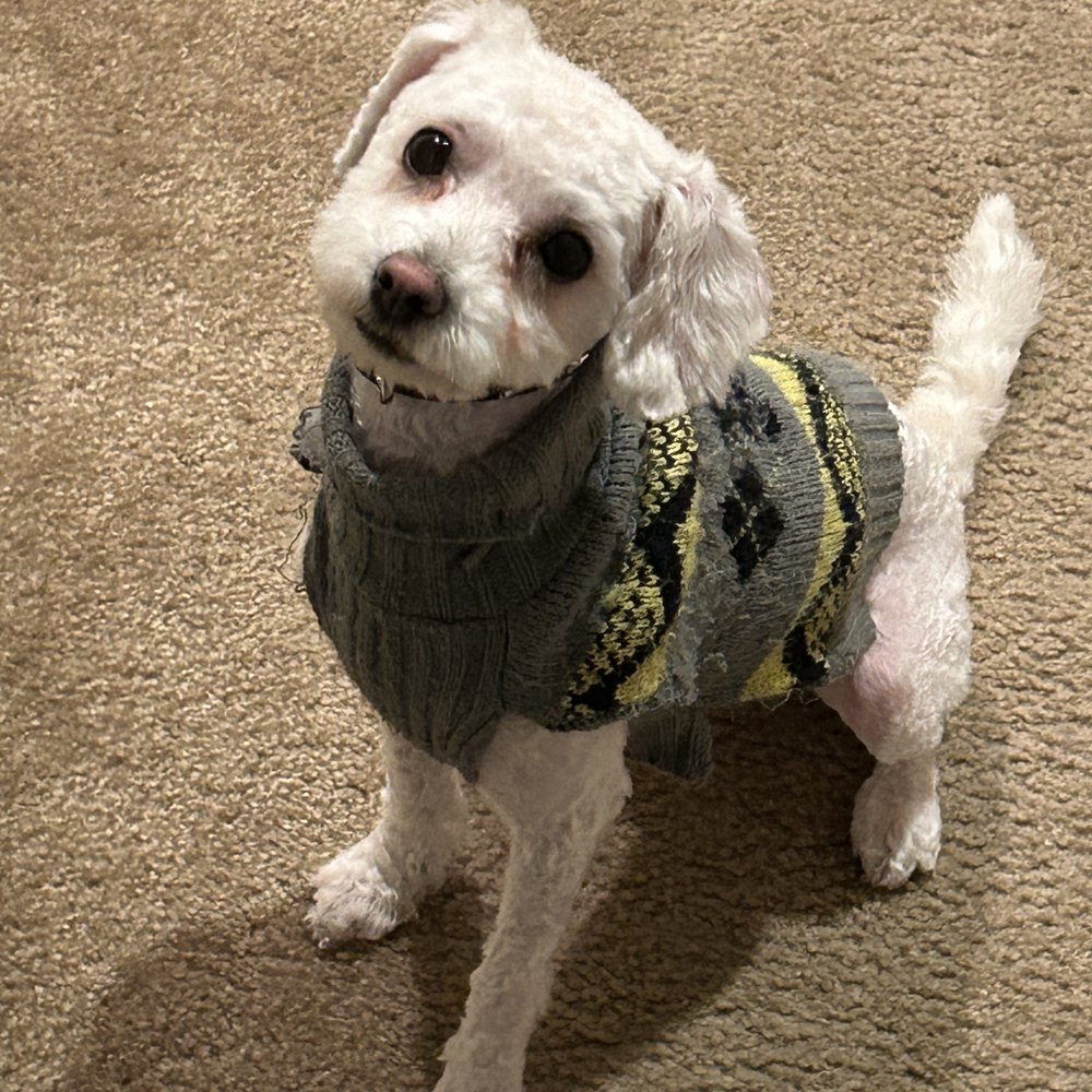 Pin Up Pets - Pet Groomers Near Me - Chandler, Arizona Pin Up Pets - Pet Groomers Near Me - Chandler, Arizona