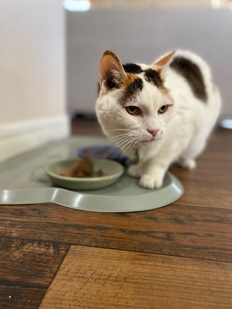 THE PEACEFUL PUP Updated September 2024 17 Photos & 12 Reviews