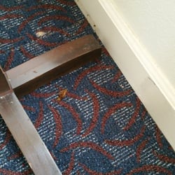 Augusta Physical Examination Center Inc - Dead bug that looks like it's been there a while