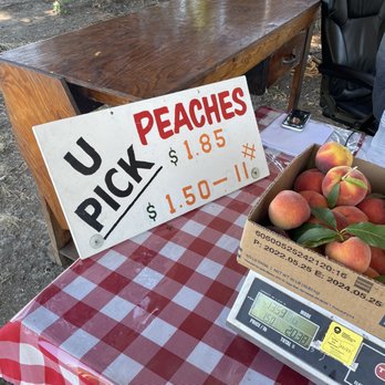 GM Farm - U pick peaches - Farmers Market Near Me - Portland, Oregon GM Farm - U pick peaches - Farmers Market Near Me - Portland, Oregon