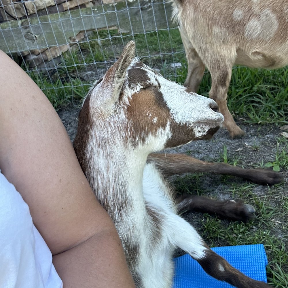 Dim Jandy Ranch - One of the goats just snuggling up & chilling during yoga. - Ranches Near Me - Fort Myers, Florida Dim Jandy Ranch - One of the goats just snuggling up & chilling during yoga. - Ranches Near Me - Fort Myers, Florida