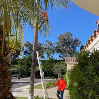 Freddy's Tree Service - Seed pod removal - Tree Services Near Me - Anaheim, California Freddy's Tree Service - Seed pod removal - Tree Services Near Me - Anaheim, California