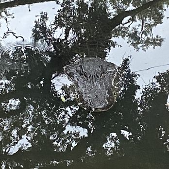 St. Augustine Alligator Farm Zoological Park - Zoos Near Me - Saint Augustine, Florida St. Augustine Alligator Farm Zoological Park - Zoos Near Me - Saint Augustine, Florida