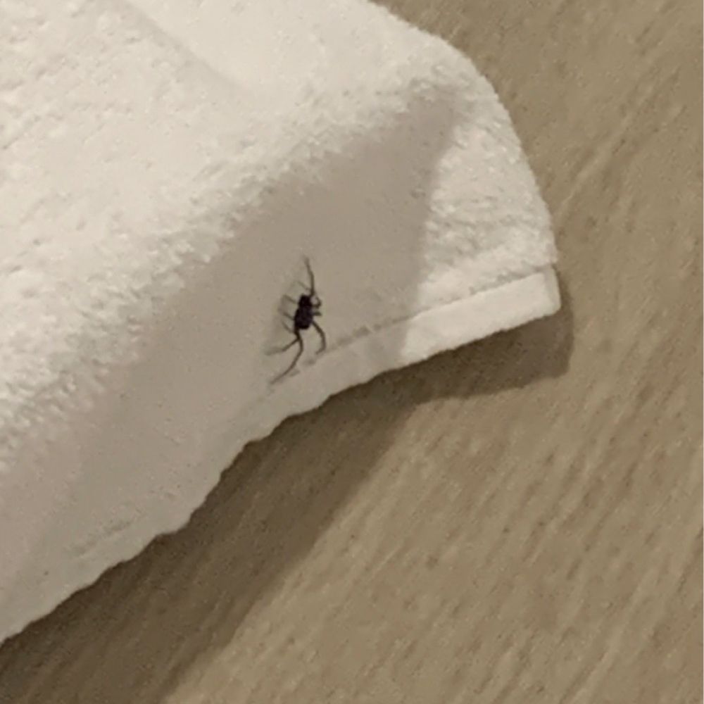 The 24 - Spider found on my dogs bed while he was laying on it. Pest control shared these spiders bite. As any dog owner this is very upsetting. - Apartments Near Me - Los Angeles, California The 24 - Spider found on my dogs bed while he was laying on it. Pest control shared these spiders bite. As any dog owner this is very upsetting. - Apartments Near Me - Los Angeles, California