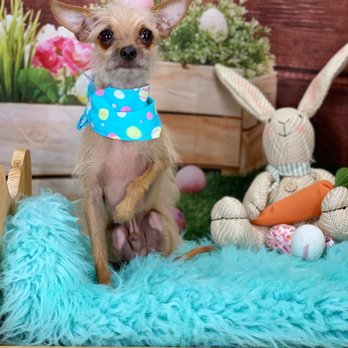 Woof! Here It Is! - Pet Groomers Near Me - Tampa, Florida Woof! Here It Is! - Pet Groomers Near Me - Tampa, Florida