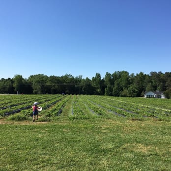 Hunts Strawberry Farm - Pick Your Own Farms Near Me - Raleigh, North Carolina Hunts Strawberry Farm - Pick Your Own Farms Near Me - Raleigh, North Carolina