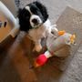Photo of The Most Loving Pet Sitter!