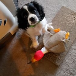 The Most Loving Pet Sitter! - This is 10 week old Beau, with his duck and his mousie!