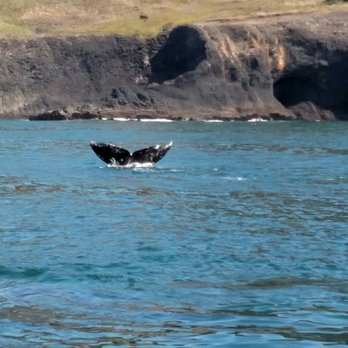 Whale's Tail Charters - Whale Watching Tours Near Me - Depoe Bay, Oregon Whale's Tail Charters - Whale Watching Tours Near Me - Depoe Bay, Oregon