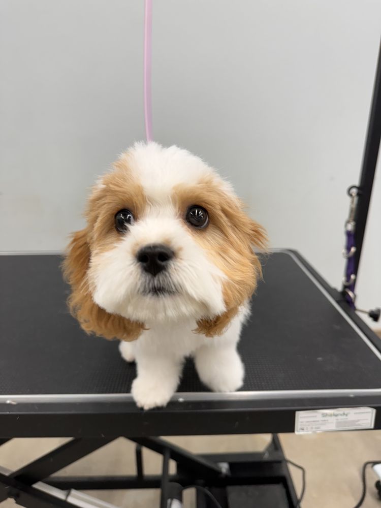 OOPS PET Updated April 2024 225 Photos & 27 Reviews 15370 Alton Pkwy, Irvine, California