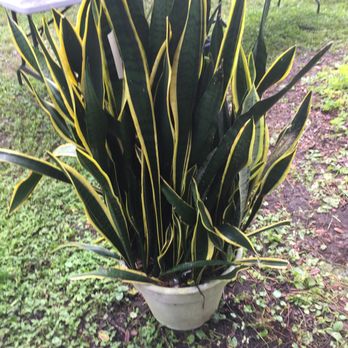 USF Botanical Gardens - Botanical Gardens Near Me - Tampa, Florida